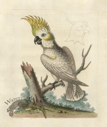 Edwards Parrot 37.jpg